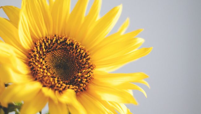PowerPlants - Grow your own energising sunflower