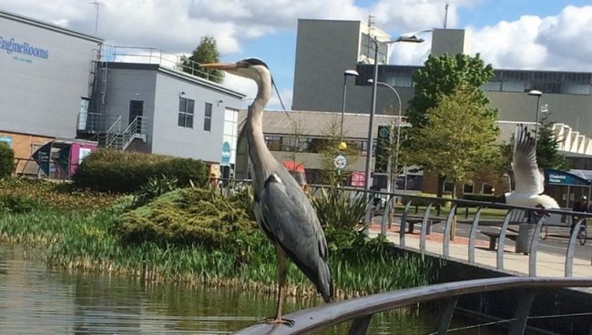 Heron Photo Competition