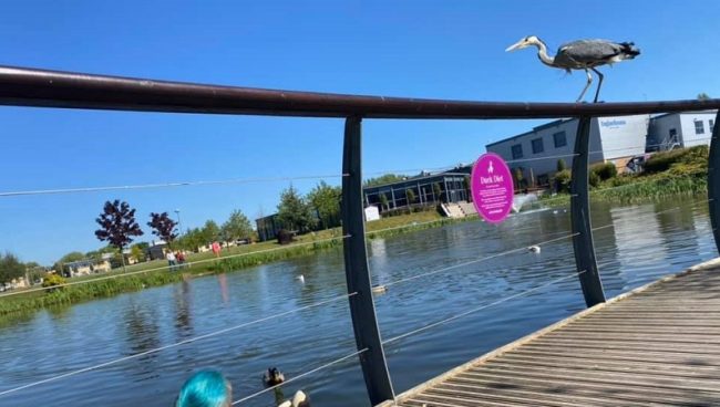 Heron Photo Winning 3