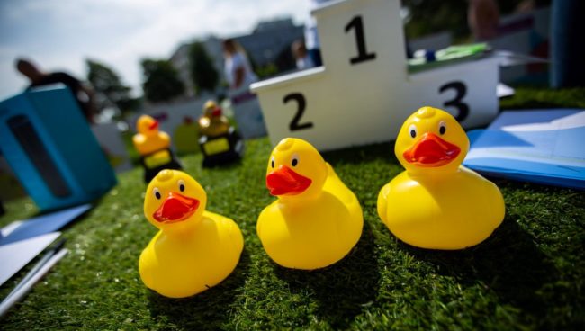 Go Quackers – Ducks go on sale from Friday 7th July