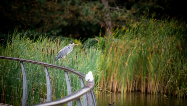 The Great Birdwatch at Birchwood Park