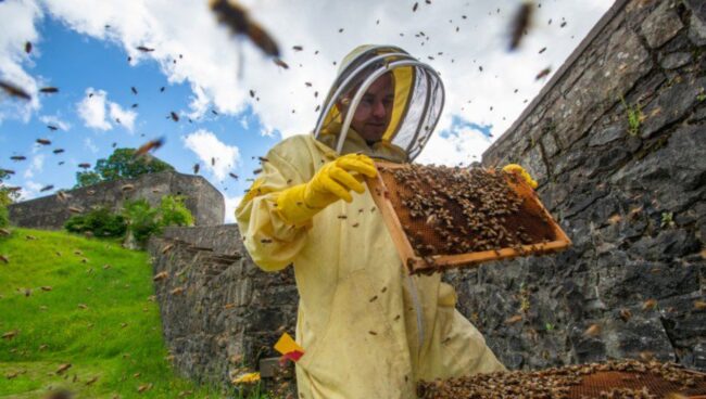 World Bee Day - Meet The Bees (SOLD OUT)